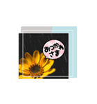 はるかの花束 デージー（個別スタンプ：3）