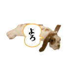 うさぎのフッくん2（個別スタンプ：1）