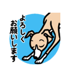 【フォーン2】1年中使えるイタグレスタンプ（個別スタンプ：9）