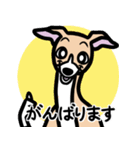 【フォーン2】1年中使えるイタグレスタンプ（個別スタンプ：11）