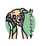 【フォーン2】1年中使えるイタグレスタンプ（個別スタンプ：17）