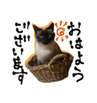 シャム猫おはぎとお友達（個別スタンプ：1）