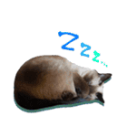 シャム猫おはぎとお友達（個別スタンプ：4）