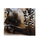シャム猫おはぎとお友達（個別スタンプ：5）