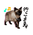シャム猫おはぎとお友達（個別スタンプ：9）
