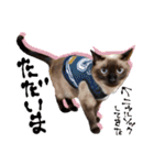 シャム猫おはぎとお友達（個別スタンプ：11）