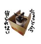 シャム猫おはぎとお友達（個別スタンプ：12）