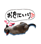 シャム猫おはぎとお友達（個別スタンプ：14）