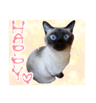 シャム猫おはぎとお友達（個別スタンプ：15）