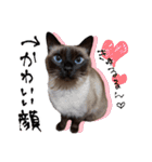 シャム猫おはぎとお友達（個別スタンプ：16）