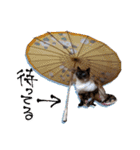 シャム猫おはぎとお友達（個別スタンプ：19）