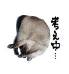 シャム猫おはぎとお友達（個別スタンプ：23）