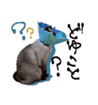 シャム猫おはぎとお友達（個別スタンプ：24）