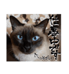 シャム猫おはぎとお友達（個別スタンプ：30）