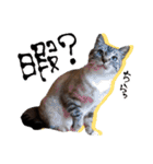 シャム猫おはぎとお友達（個別スタンプ：31）