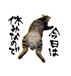 シャム猫おはぎとお友達（個別スタンプ：32）