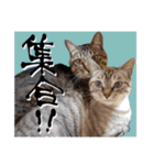 シャム猫おはぎとお友達（個別スタンプ：33）