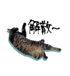 シャム猫おはぎとお友達（個別スタンプ：34）