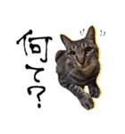 シャム猫おはぎとお友達（個別スタンプ：35）