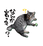 シャム猫おはぎとお友達（個別スタンプ：36）