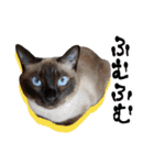 シャム猫おはぎとお友達（個別スタンプ：37）
