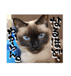 シャム猫おはぎとお友達（個別スタンプ：38）