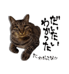シャム猫おはぎとお友達（個別スタンプ：39）