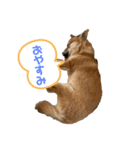 ⭐︎武蔵スタンプ⭐︎（個別スタンプ：2）