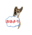⭐︎武蔵スタンプ⭐︎（個別スタンプ：3）