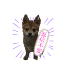 ⭐︎武蔵スタンプ⭐︎（個別スタンプ：4）