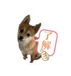 ⭐︎武蔵スタンプ⭐︎（個別スタンプ：5）