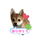 ⭐︎武蔵スタンプ⭐︎（個別スタンプ：7）