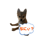 ⭐︎武蔵スタンプ⭐︎（個別スタンプ：8）