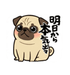 パグとチワワのmix犬『リーチ』のスタンプ（個別スタンプ：11）