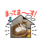 わが家のニャンTube☆むぎちゃん（個別スタンプ：1）