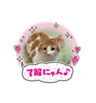 わが家のニャンTube☆むぎちゃん（個別スタンプ：5）