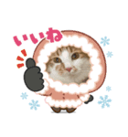 わが家のニャンTube☆むぎちゃん（個別スタンプ：6）