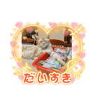 わが家のニャンTube☆コタローシリーズ（個別スタンプ：1）