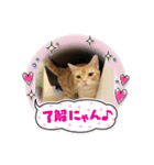 わが家のニャンTube☆コタローシリーズ（個別スタンプ：3）