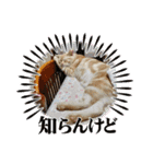 わが家のニャンTube☆コタローシリーズ（個別スタンプ：4）