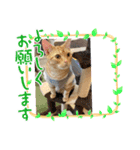 わが家のニャンTube☆コタローシリーズ（個別スタンプ：5）