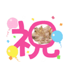 わが家のニャンTube☆コタローシリーズ（個別スタンプ：7）