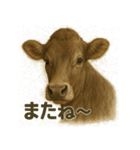 リアルブラウンスイス牛のあったかスタンプ（個別スタンプ：6）
