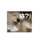 動くけぽてぃ （犬）（個別スタンプ：1）