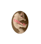 動くけぽてぃ （犬）（個別スタンプ：3）