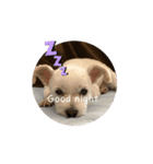動くけぽてぃ （犬）（個別スタンプ：4）