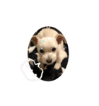動くけぽてぃ （犬）（個別スタンプ：6）