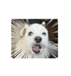 動くけぽてぃ （犬）（個別スタンプ：8）