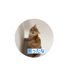 わが家のニャンTube☆コタロー＆むぎちゃん（個別スタンプ：5）