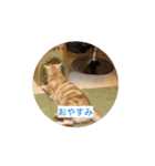 わが家のニャンTube☆コタロー＆むぎちゃん（個別スタンプ：7）